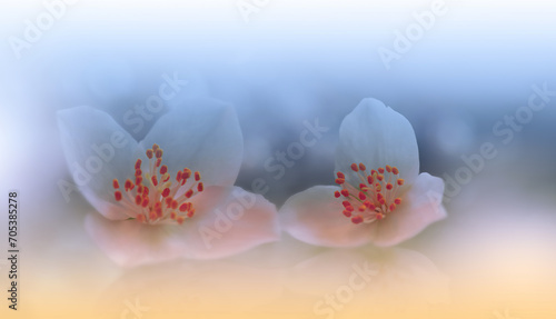 Beautiful Macro Photo.Jasmine Flowers.Border Art Design. Close up Photography.Conceptual Abstract Image.White Background.Fantasy Art.Creative Wallpaper.Beautiful Nature Background.Spring White Flower.