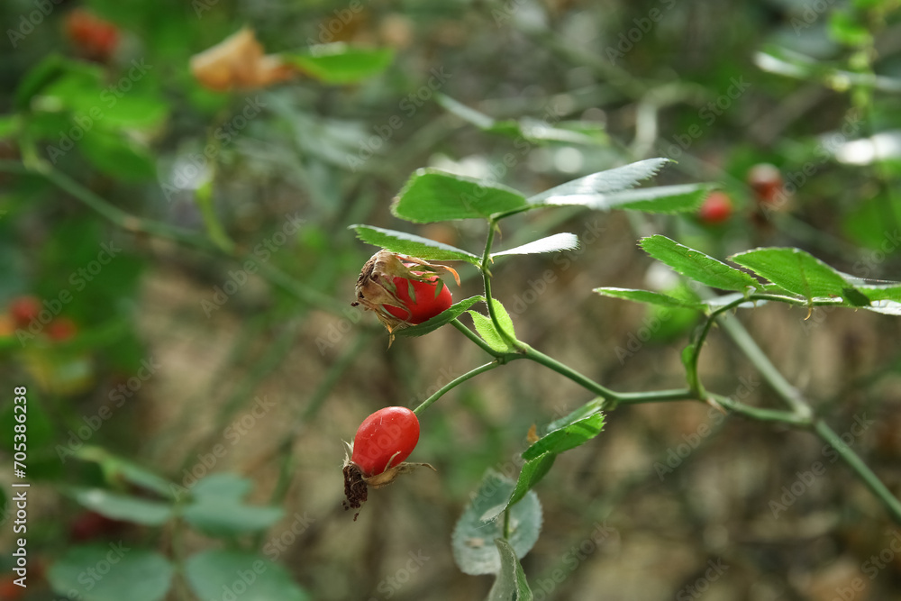 Branches with fresh rose hip berries outdoors Branches with fresh rose hip berries outdoors