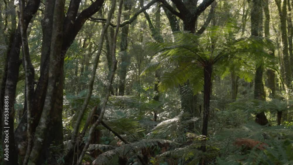 Rainforest in the Milford Sounds, New Zealand Rainforest in the Milford Sounds, New Zealand