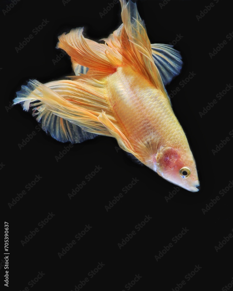 Obraz premium goldfish in aquarium