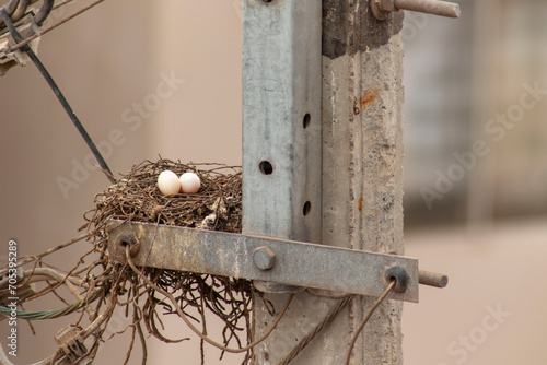 nest with two bird eggs on the city's power lines