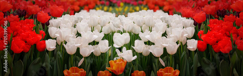Many white tulips on red tulips in garden close.