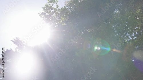 Low Angle Tree Branches With Sun Rays