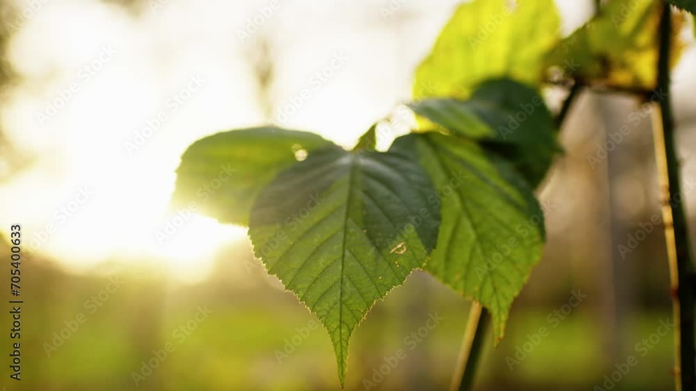 Green leafs moving in the wind, slowmotion in 4K Green leafs moving in the wind, slowmotion in 4K