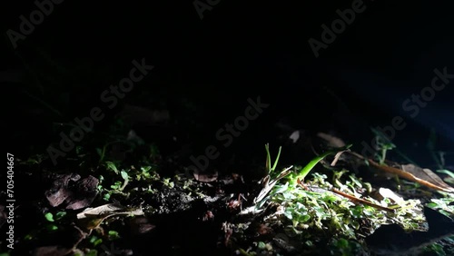 Hormigas nocturnas photo