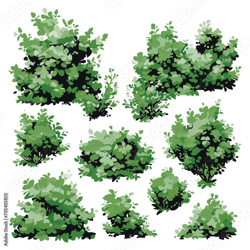 a collection of evergreen shrubs with a variety of different appearances