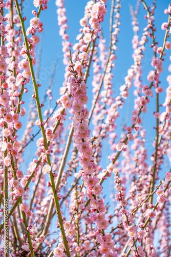 春の兆しを感じる梅の花(臥龍梅)
Plum blossoms (Garyubai) are a sign of spring
日本(冬)
Japan (winter)
九州・福岡県大牟田市
Omuta City, Fukuoka Prefecture, Kyushu
臥龍梅（がりゅうばい）」普光寺　大牟田市 photo