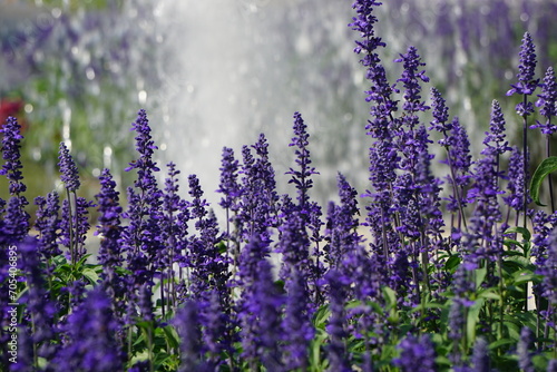 Fototapeta Naklejka Na Ścianę i Meble -  Beautiful purple flower background jpg.