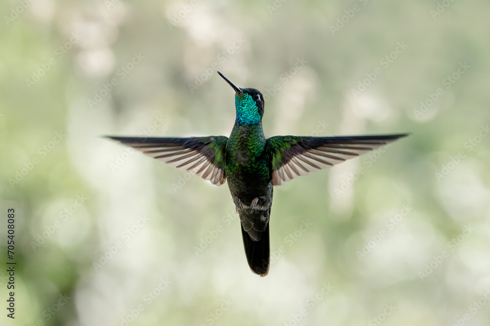 Obraz premium charming hummingbird mid air flying