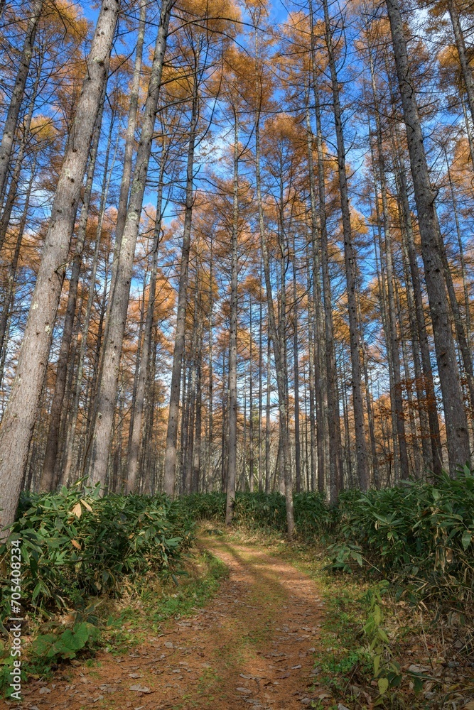 Immerse yourself in a meditative landscape of a lush pine forest at dawn, where the fog and the rising sun create an effect that speaks to the soul. Immerse yourself in a meditative landscape of a lush pine forest at dawn, where the fog and the rising sun create an effect that speaks to the soul.
