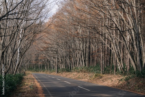 Wallpaper Mural Dive into the captivating beauty of Japan's November with a photo featuring misty lakes, lush jungle-like growth, and the allure of vibrant fall colors. Torontodigital.ca