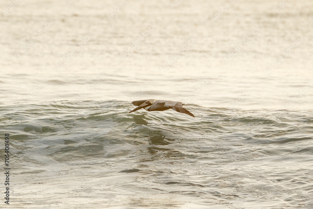 Fototapeta premium brown pelican fly over sea