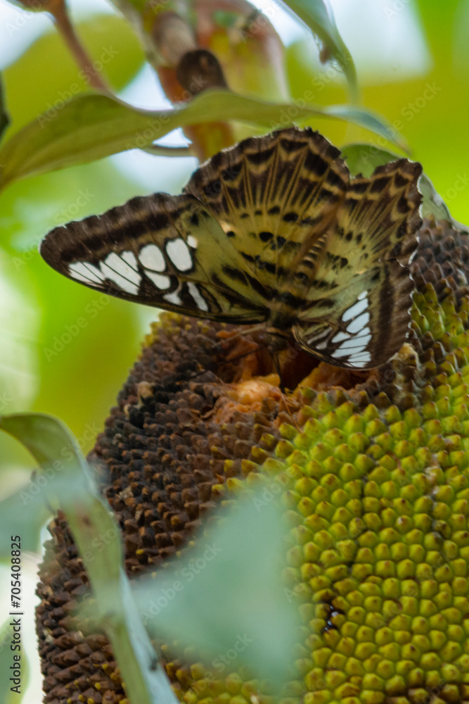 clipper butterfly on jackfruit clipper butterfly on jackfruit