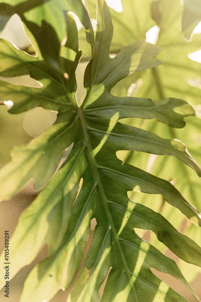 Fototapeta premium leaves background green