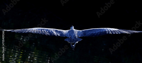 Garça Real Europeia em voo rasante na lagoa de Guaratiba - Maricá - RJ photo