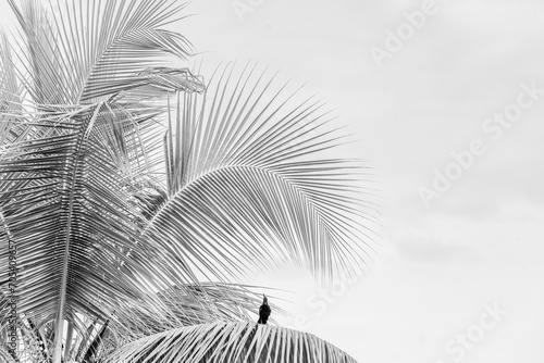 beautiful palm tree with a black bird sitting on the leaf