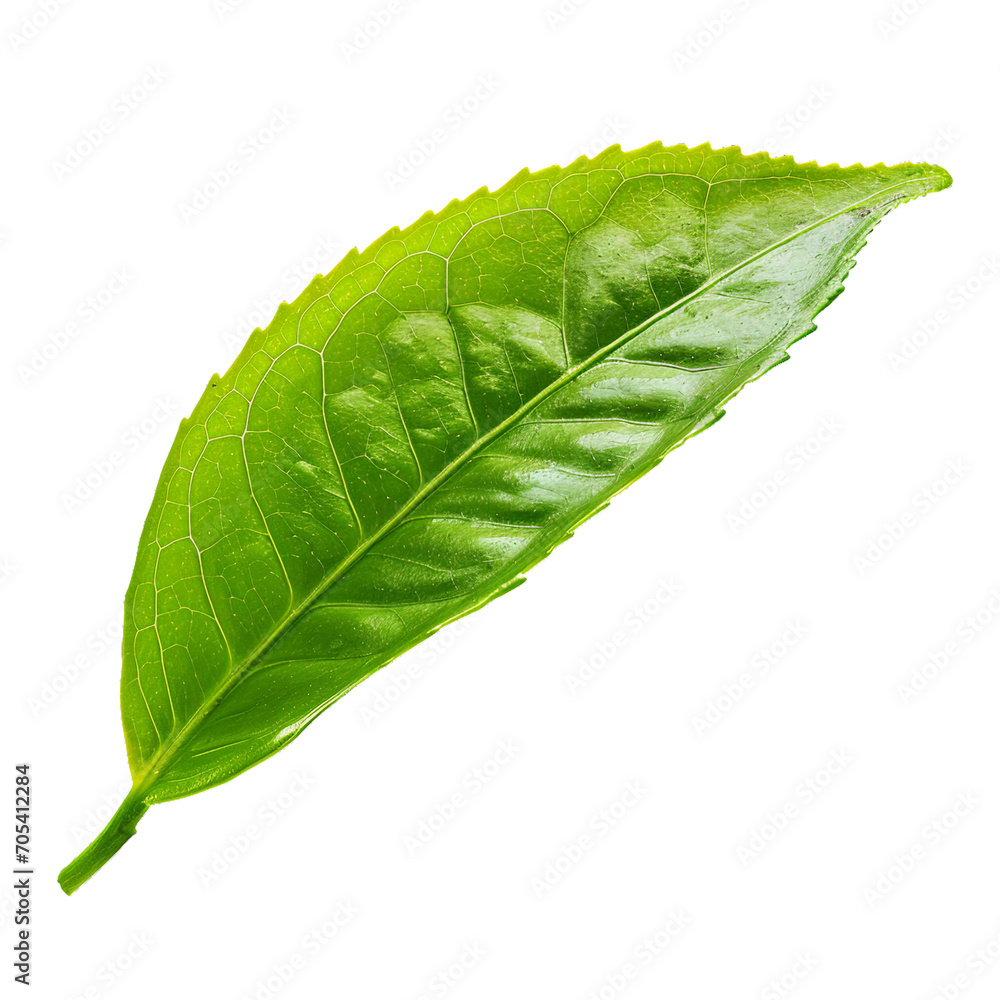 Obraz premium Tea leaf, PNG graphic resource
