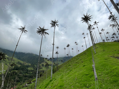 Cocora Valley looking up at the palm trees