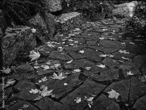 Fallen maple leaves on pavement stones