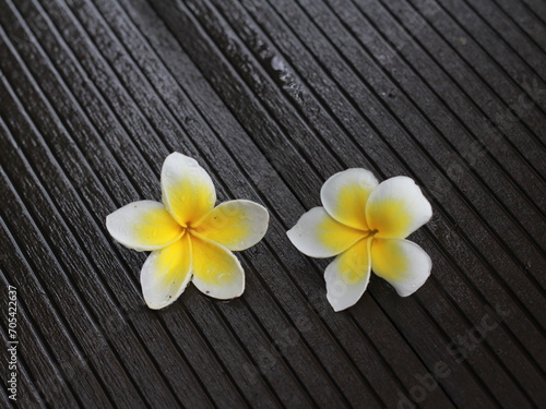 frangipani flowers on wooden floor