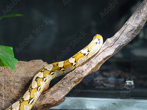 a snake placed in a cage made of transparent glass