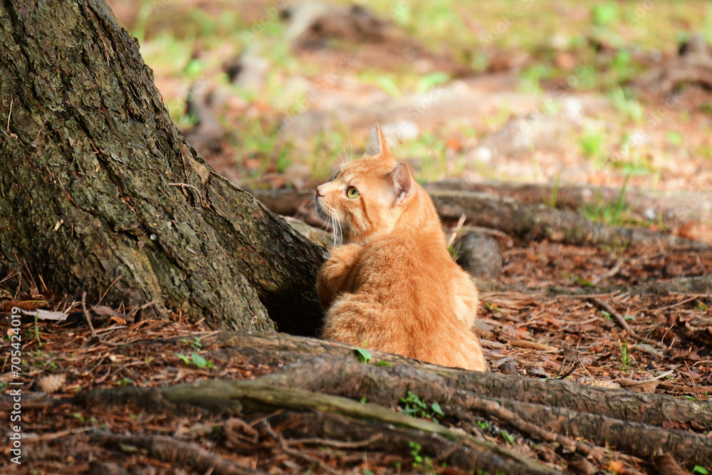 大木の下で鳥を狙う野良猫 大木の下で鳥を狙う野良猫
