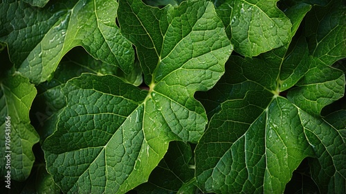 Neatly arranged green leaf texture background