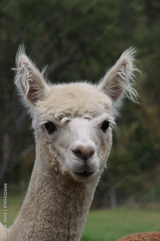 Head shot of Alpacas on farm in Australia Head shot of Alpacas on farm in Australia