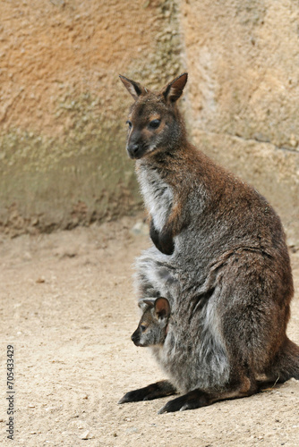 Jeune wallaby sortant la tête de sa poche