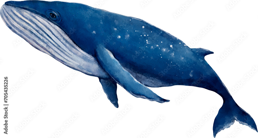 Watercolor Style Whale