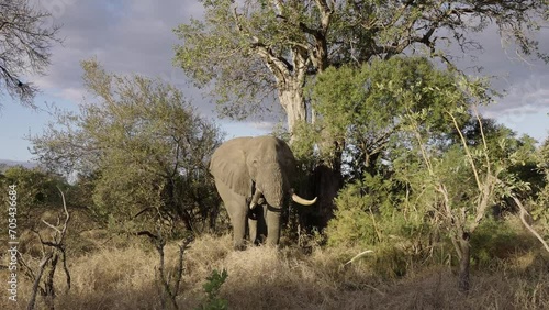 Elephants in the wild