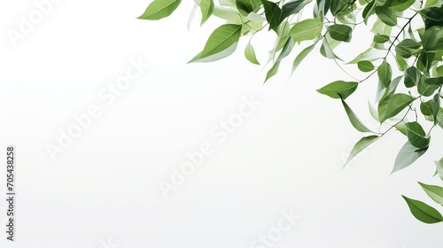 Green Leaves on White Background. Copy Space, Presentation, Environment, Leaf, Plant 