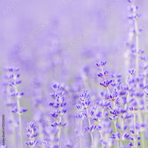 Lavender flowers blooming in the garden with blurred background.
