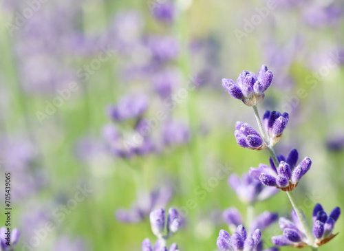 Lavender flowers blooming in the garden with blurred background.