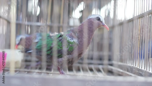 Burung perkutut or turtle dove birds (Geopelia striata) perching in a cage for sale photo