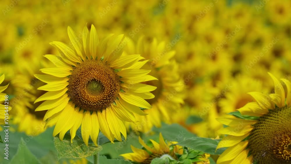 Camera zooms out revealing this beautiful flower in the front and the sea of yellow flowers at the backgroundt, Common Sunflower Helianthus annuus, Thailand Camera zooms out revealing this beautiful flower in the front and the sea of yellow flowers at the backgroundt, Common Sunflower Helianthus annuus, Thailand
