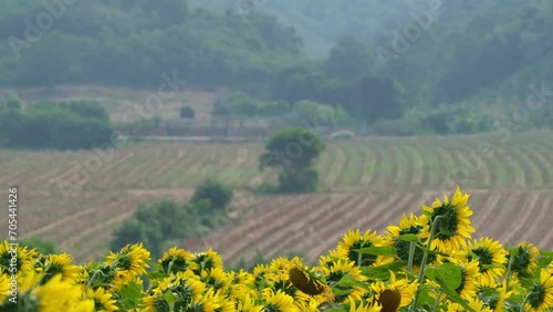 Wallpaper Mural A beautiful farmland scenery with sunflowers, field, mountains and forest, and a car moving to the left, Landscape, Thailand Torontodigital.ca
