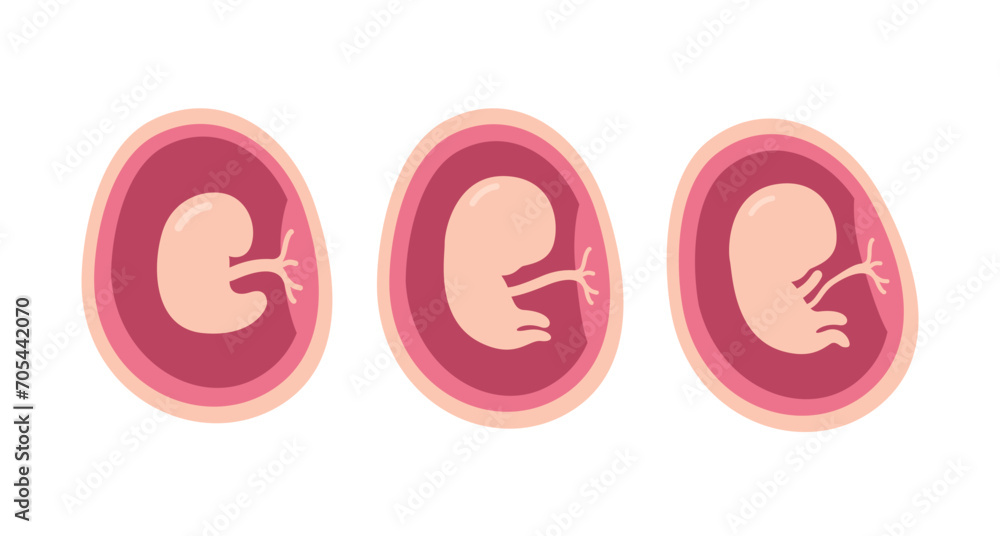 three stages of the human fetus, embryo development flat design illustration