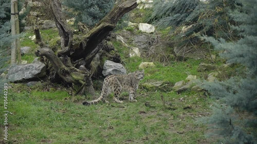 Snow leopard in forest environment, looking around wide shot. Snow leopard in forest environment, looking around wide shot.