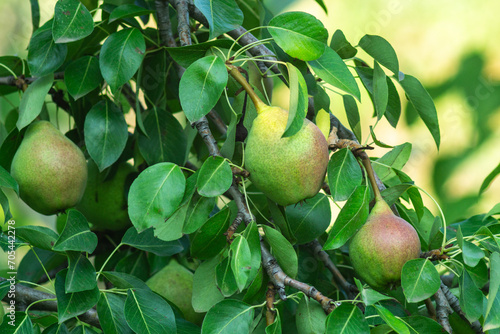 Harvest pears Symphony, An Glimpse of Nature's Sweetest Yield