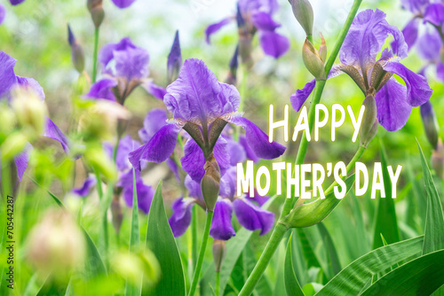 Fototapeta Naklejka Na Ścianę i Meble -  Celebrating Mothers Day With a Blooming Garden of Purple Irises and Festive Greeting