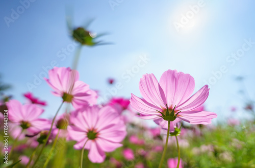 Closeup of pink Cosmos flower with blue sky under sunlight with copy space  background natural green plants landscape  ecology wallpaper cover page concept.