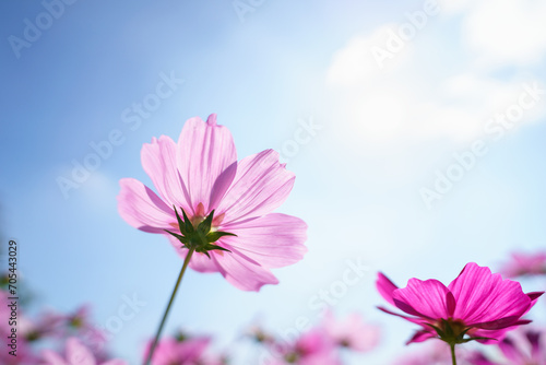 Closeup of pink Cosmos flower with blue sky under sunlight with copy space  background natural green plants landscape  ecology wallpaper cover page concept.