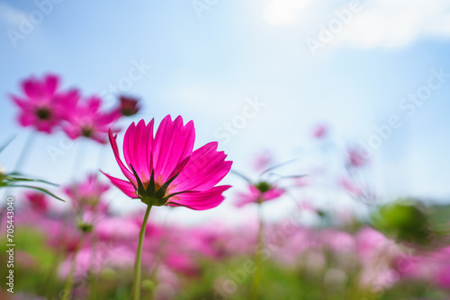 Closeup of pink Cosmos flower with blue sky under sunlight with copy space  background natural green plants landscape, ecology wallpaper cover page concept. © Montri Thipsorn