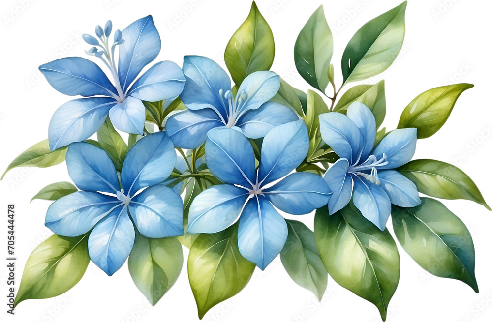 Watercolor painting of Cape Plumbago flower. Watercolor painting of Cape Plumbago flower.