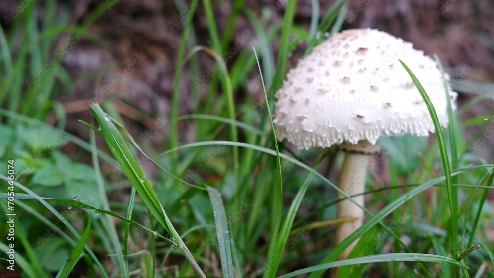 Macrolepiota procera known as parasol mushroom, is a basidiomycete fungus with a large prominent fruiting body resembling a parasol Macrolepiota procera known as parasol mushroom, is a basidiomycete fungus with a large prominent fruiting body resembling a parasol