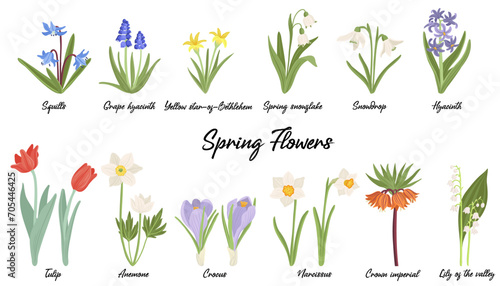 spring flowers, vector drawing wild plants at white background, floral elements, hand drawn botanical illustration photo