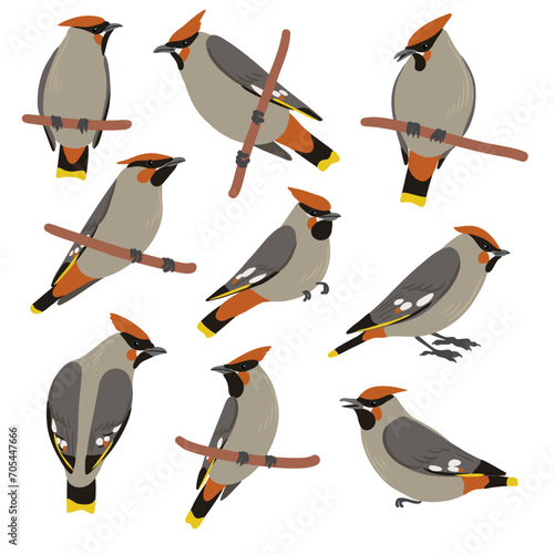 vector drawing birds, hand drawn Bohemian waxwing, isolated nature design elements photo