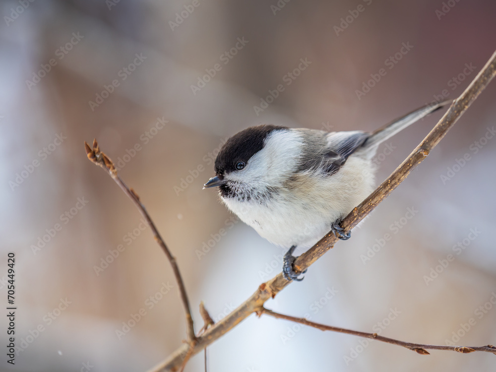 Fototapeta premium Cute bird the willow tit, song bird sitting on a branch without leaves in the winter.