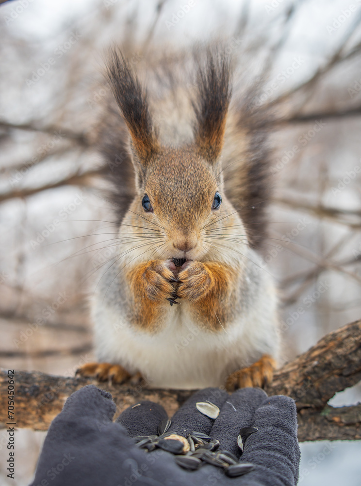 Fototapeta premium Squirrel eats nuts from a man's hand. Caring for animals in winter or autumn.